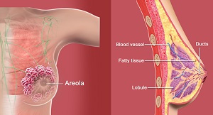 Breast Anatomy